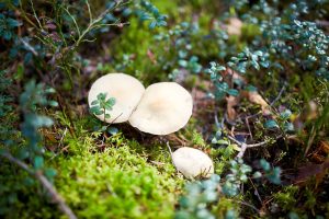 Alam yang sama, Tuhan yang berbeza?